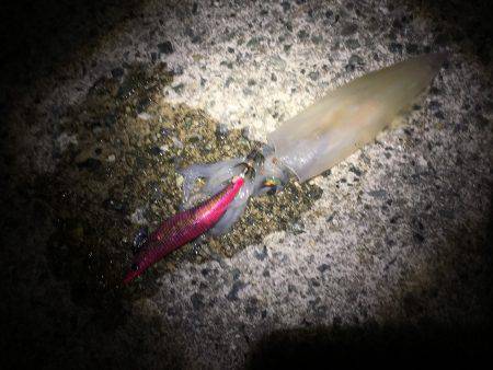 サイズ大きくなってきました