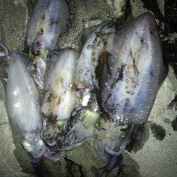 ナイトエギング