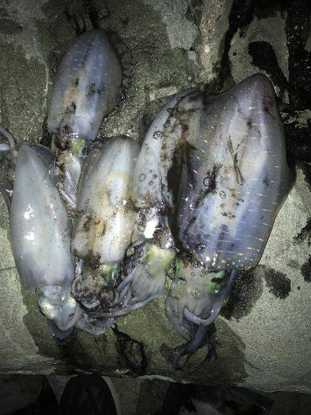 ナイトエギング