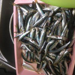 ウチノ海イカダで驚愕の大物