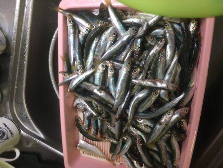 ウチノ海イカダで驚愕の大物