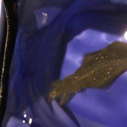 今夜も新子釣り