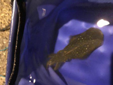 今夜も新子釣り