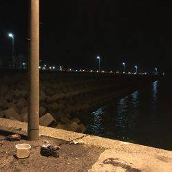 アオリイカ 新子