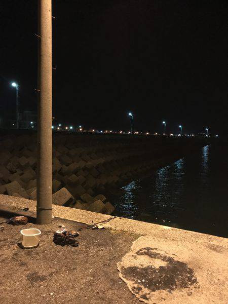 アオリイカ 新子