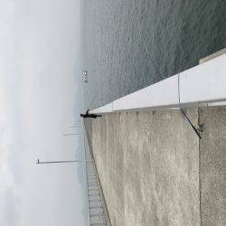 イカからのカワハギ