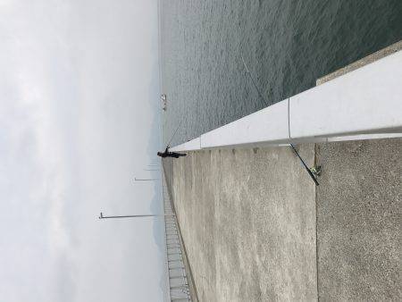 イカからのカワハギ