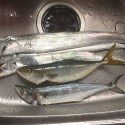 ウキ→ワインド→ショアジギ