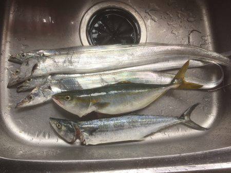 ウキ→ワインド→ショアジギ