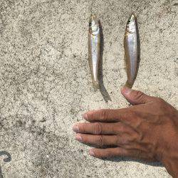 渋いキスさんはどこ?