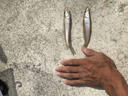 渋いキスさんはどこ？