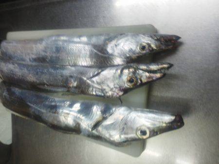 太刀魚入れ食い・・・