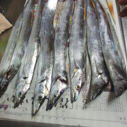 太刀魚ゲット・・・・・