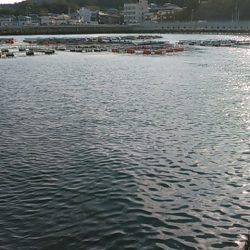 小島養魚場でヒラマサ狙い、初挑戦