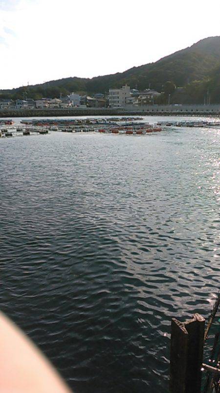 小島養魚場でヒラマサ狙い、初挑戦