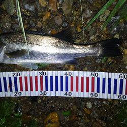 リバーシーバス