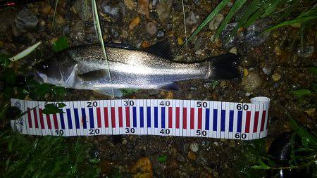 リバーシーバス