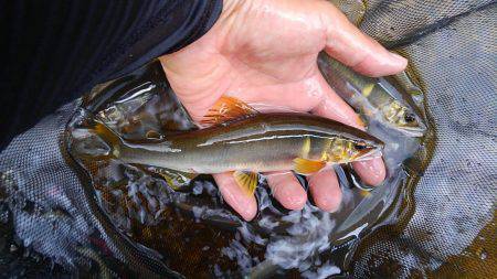 一庫大路次の鮎