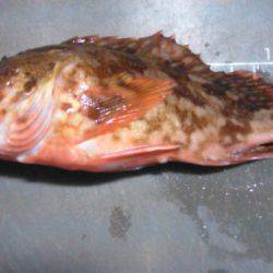 オキアミで根魚