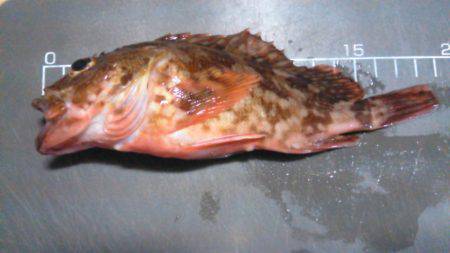 オキアミで根魚