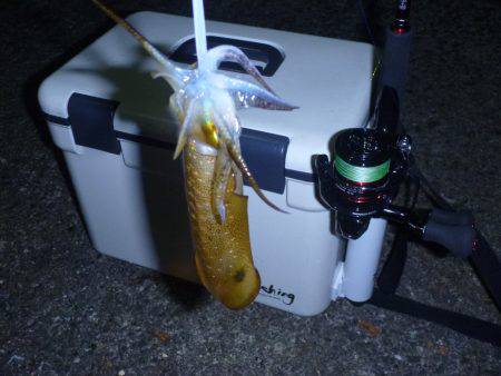 秋の漁港は夜も大賑わい