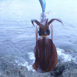 プレッシャーの低い地磯をラン&ガン