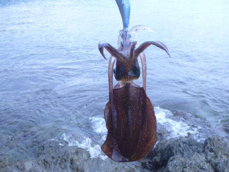 プレッシャーの低い地磯をラン&ガン