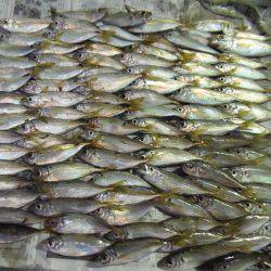 小サバ減り小アジそこそこ