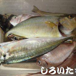 鳥取にオオアジを狙いに。