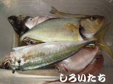 鳥取にオオアジを狙いに。