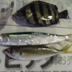 ２０㎝級の小サバいなくなった