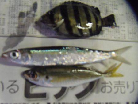 ２０㎝級の小サバいなくなった