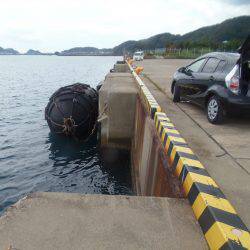 新宮港は小サバ、イワシのみ