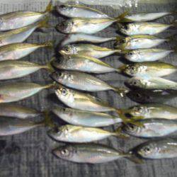 サビキで30㎝超のグレ