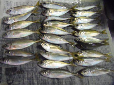 サビキで30㎝超のグレ