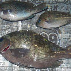 シマアジ２１匹、小アジ４８匹