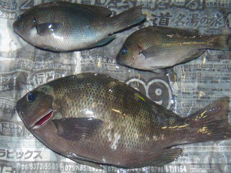 シマアジ２１匹、小アジ４８匹