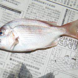 シマアジ２６センチ