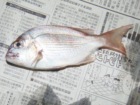 シマアジ２６センチ