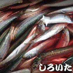 タチウオとマイワシ。