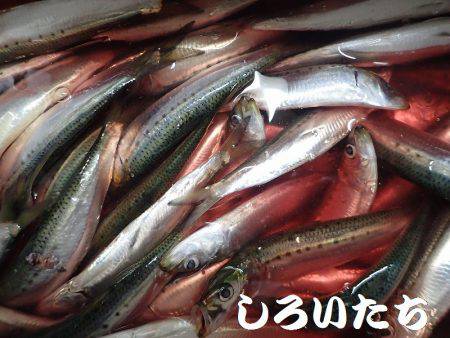 タチウオとマイワシ。