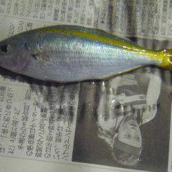 シマアジ少ない