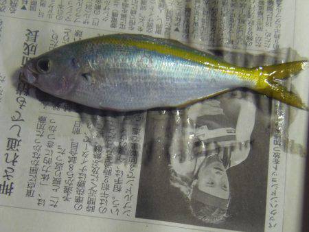 シマアジ少ない