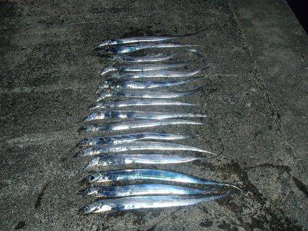 大阪市内へタチウオ釣行