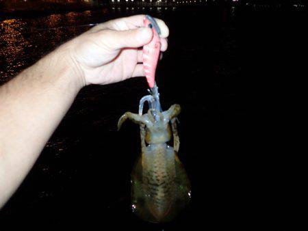 近海ボートエギング