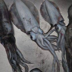 夜中から朝マズメまでエギング