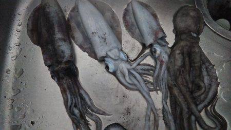 夜中から朝マズメまでエギング