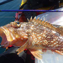 カヤックフィッシング　五目釣り
