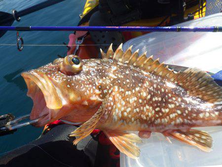 カヤックフィッシング　五目釣り