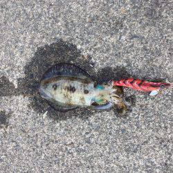 アオリイカ連発！